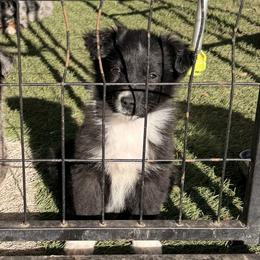 Gingerbread - Black & white male Australian Shepherd puppy in Placerville, California from BFF Aussies