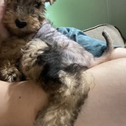 "“Pink” Girl - Available💗 " Lakeland Terrier Puppies from Wakefield Lakelands