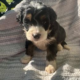 Sophie Girl 3 - Tri-color female Bernedoodle puppy in Russiaville, Indiana from Pleasant Creek Minibernedoodles