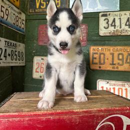 River - Black and white male Siberian Husky puppy in Burnsville, North Carolina from Peterson Puppies