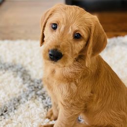 Goldendoodle, Labradoodle, Labrador Retriever, and Poodle Puppies from Katie K9