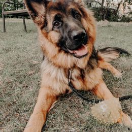 German Shepherds from Schulze German Shepherds