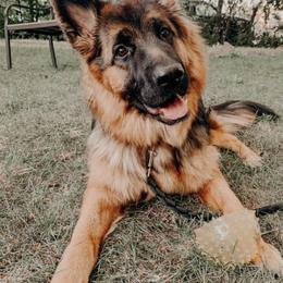 German Shepherds from Schulze German Shepherds