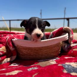 Venture - Tri-color male Border Collie puppy in Odessa, Texas from High Velocity Stockdogs