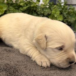 Buck - Light golden male Golden Retriever puppy in Liberal, Missouri from Good Life Goldens