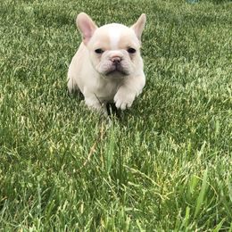French Bulldog Puppies from Roughneck Frenchies