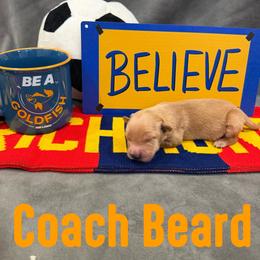 Coach Beard - Golden male Golden Retriever puppy in Salt Lake City, Utah from Soaring golden retrievers