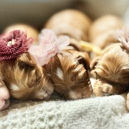Cavalier King Charles Spaniel, Cavapoo, Goldendoodle, and Poodle Puppies from Harvest Creek