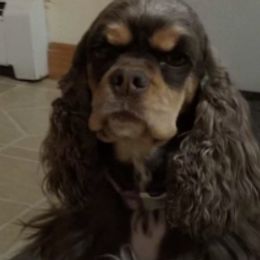 Cocker Spaniels from Carlton Stallings