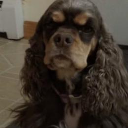 Cocker Spaniels from Carlton Stallings