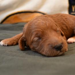 Blueberry - Apricot male Goldendoodle puppy in Batavia, Ohio from Cozy Cove Goldendoodles