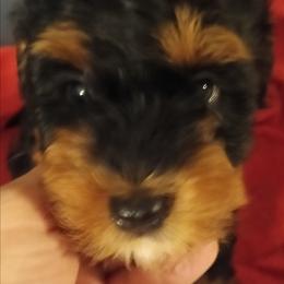 Leo - Black and tan male Cavapoo puppy in East Providence, Rhode Island from Marta's Cavaliers