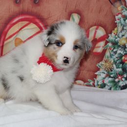 Oliver - Australian Shepherd puppy from Briarbrook Australian Shepherds