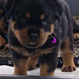 Purple girl - Black and mahogany female Rottweiler puppy in Lake City, Florida from Haus Der Wut Kennels
