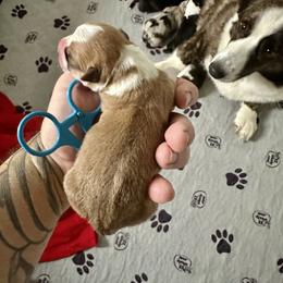 Luterra - Sable and white male Cardigan Welsh Corgi puppy in San Antonio, Texas from White Paws Cardigan Corgis