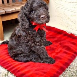 Australian Labradoodle Puppies from Blue Line Doodles of Arizona