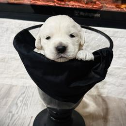 Orange - Light golden male Golden Retriever puppy in Clovis, California from Puppy Love, Hall's Goldens
