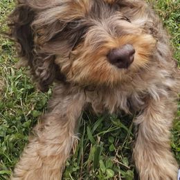 Tank - Cockapoo