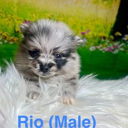Rio - Blue merle male Pomeranian puppy in Bakersfield, Santa Clarita, California from LT_Poms