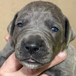 Billy - Blue female Great Dane puppy in Ottumwa, Iowa from Robin's Great Danes