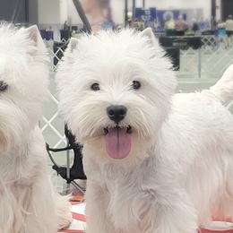 Japanese Chins and West Highland White Terriers from kennel ASTRAGUS