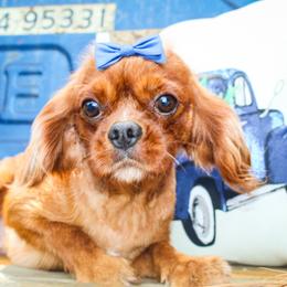 Tansy - Cavalier King Charles Spaniel