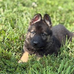 Grey collar male - Sable male German Shepherd puppy in Osco, Illinois from Sonnenhügel Kennel, LLC