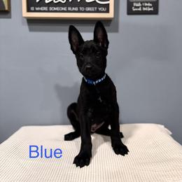 Blue - Black sable male Belgian Malinois puppy in Muskegon, Michigan from Red Acres Working Line K9s