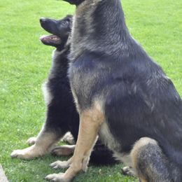 German Shepherd Puppies from Bmeerhuis German Shepherds