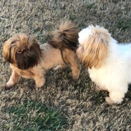 Shih Tzus from Carolina’s Fancy Tzu