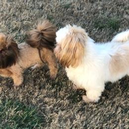 Shih Tzus from Carolina’s Fancy Tzu
