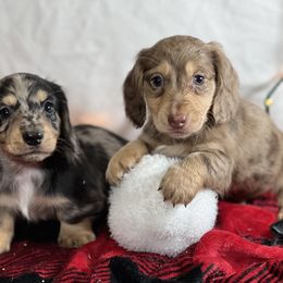 Border Collie, Dachshund, and Pembroke Welsh Corgi Puppies from Whisenhunt Farms