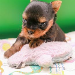 Yorkshire Terrier Puppies from Essence of Grace Yorkies