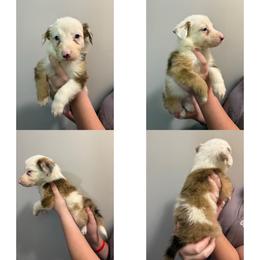 Male 2 - Sable merle male Border Collie puppy in Asheboro, North Carolina from Coble Kennels