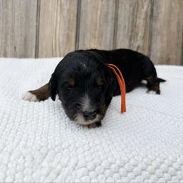 Sully - Phantom male Bernedoodle puppy in Wamego, Kansas from Doodles of Oz