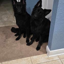 German Shepherd and Golden Retriever Puppies from Lace's High Flying German Shepherds And Golden Retrievers