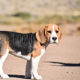 Morgan - Beagle