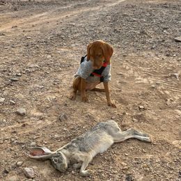 Vizsla Puppies from Reckless Rose Vizslas