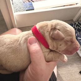 Red Boy - Yellow male Labrador Retriever puppy in Rock Hill, South Carolina from North Star Retrievers