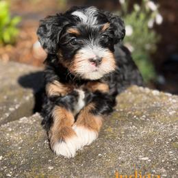 Indigo - female Australian Mountain Doodle puppy in Henry, Illinois from Rowe Farms Doodles