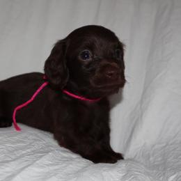 Dachshund Puppies from Winnie’s Royal Doxies