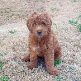 Goldendoodles from Nona & Papa Goldendoodles-Aledo TX