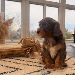 Ravioli - Blue merle male Aussiedoodle puppy in North Royalton, Ohio from Johnson's Doodles
