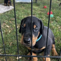 Blue - Black and rust male Doberman Pinscher puppy in Lynn, Michigan from Creekside Dobermans