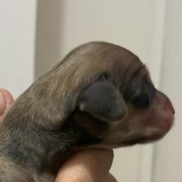 Male 4 shaded cream smooth coat - Cream male Dachshund puppy in Bethany, Connecticut from Mardox Dachshunds