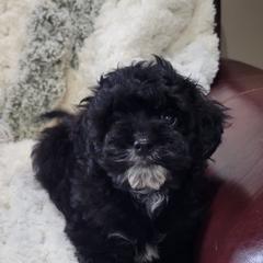 Aussiedoodle, Cavapoo, and Poodle Puppies from B&M Cottonwood Canines