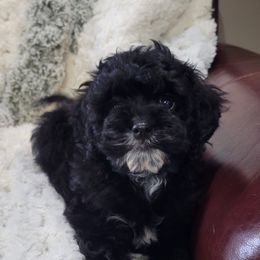 Aussiedoodle, Cavapoo, and Poodle Puppies from B&M Cottonwood Canines