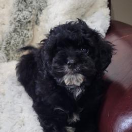 Aussiedoodle, Cavapoo, and Poodle Puppies from B&M Cottonwood Canines