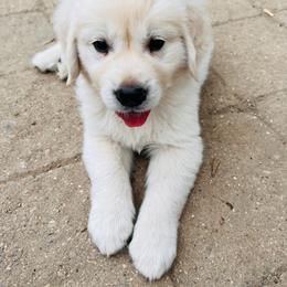 Golden Retriever Puppies from Golden’s of Remington Fields