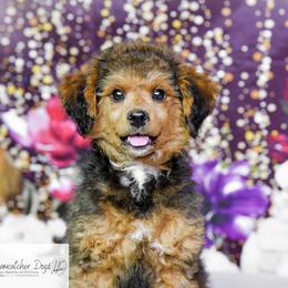 Oliver - Aussiedoodle